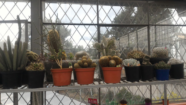 Mis Cactus - Vivero - Quito