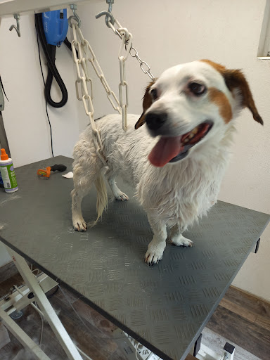 Hundesalon Angelbachtal Fellrevier unter Angelbachtal, 