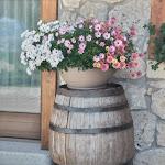 Photo n°4 de l'avis de Anna.l fait le 18/07/2023 à 14:49 sur le  Agriturismo Malga Roccolo à Cogollo del Cengio