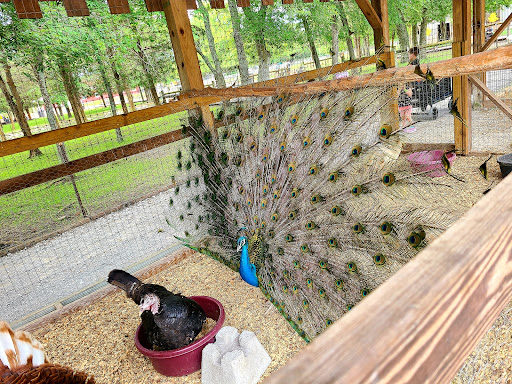 Tourist Attraction «Lucky Ladd Farms», reviews and photos, 4374 Rocky Glade Rd, Eagleville, TN 37060, USA