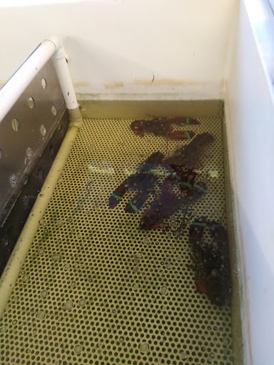 Seafood Market «Key West Shrimp Company», reviews and photos, 7217 Gulf Blvd, St Pete Beach, FL 33706, USA