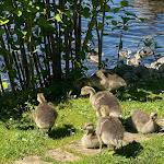 Photo n°17 de l'avis de Haribo.l fait le 30/05/2021 à 15:42 sur le  Hotel Holsteinische Schweiz à Malente