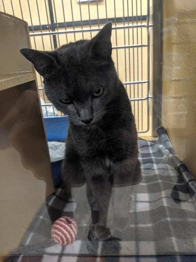 Pet Supply Store «PetSmart», reviews and photos, 2500 Posner Blvd, Davenport, FL 33837, USA