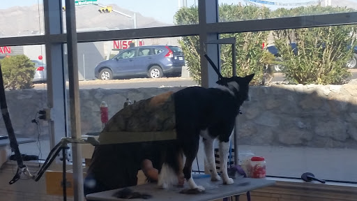 Pet Supply Store «Petco Animal Supplies», reviews and photos, 5994 Montana Ave, El Paso, TX 79925, USA