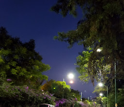 Bosquecito photo