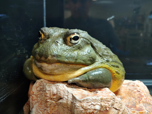 Pet Store «Animal Lovers Pet Shop», reviews and photos, 24028 Vista Montana, Torrance, CA 90505, USA