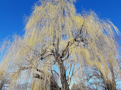 Park «Bowne Park», reviews and photos, 156-17 29th Ave, Flushing, NY 11354, USA