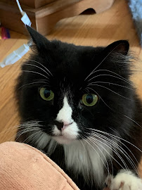 Pattie Paws Cat Sitting - Photo 5 - Car repair in , Minneapolis