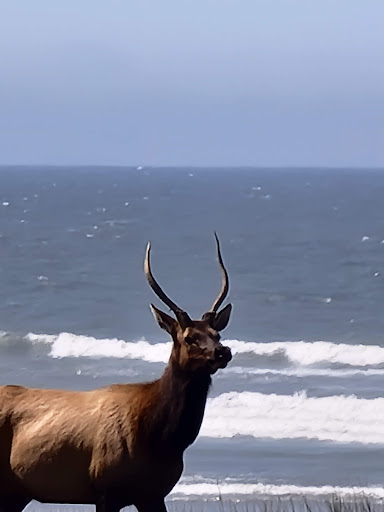 Golf Club «Gearhart Golf Links», reviews and photos, 1157 N Marion Ave, Gearhart, OR 97138, USA