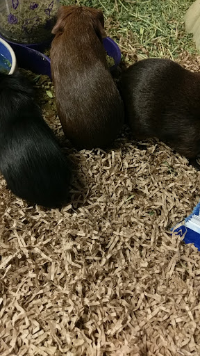 Pet Store «Fish & More Pet Store», reviews and photos, 310 E Main St #8, Sylva, NC 28779, USA