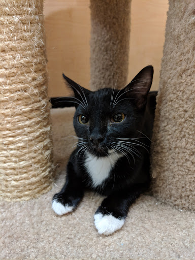 Pet Supply Store «PetSmart», reviews and photos, 26532 Towne Centre Dr, Foothill Ranch, CA 92610, USA