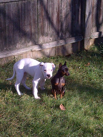 Summit Pet Sitting, Inc. - Photo 4 - Car repair in Cumberland, RI, Providence