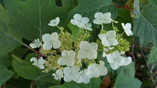 Park «Island Park», reviews and photos, 200 W B St, Springfield, OR 97477, USA