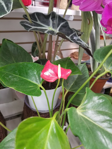 Florist «Gallery of Flowers Ny Corporation», reviews and photos, 1151 Brighton Beach Ave, Brooklyn, NY 11235, USA