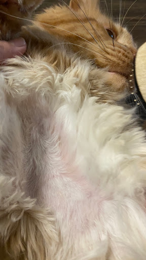 Pet Supply Store «PetSmart», reviews and photos, 10900 W Jefferson Blvd, Culver City, CA 90230, USA