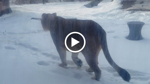 Zoo «Lake Superior Zoo», reviews and photos, 7210 Fremont St, Duluth, MN 55807, USA