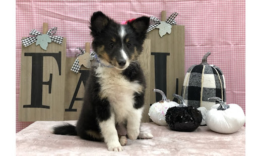 Pet Store «Happiness Is Pets Vi», reviews and photos, 616 E Roosevelt Rd, Lombard, IL 60148, USA