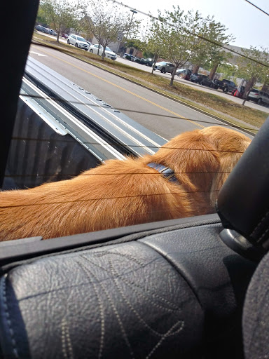 Pet Supply Store «Petco Animal Supplies», reviews and photos, 169 Brooklawn St, Farragut, TN 37934, USA