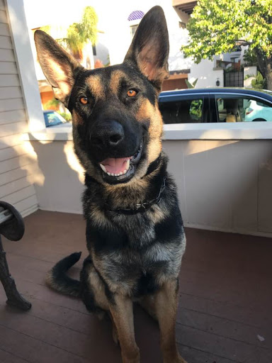 Loose Pooch Dog Club