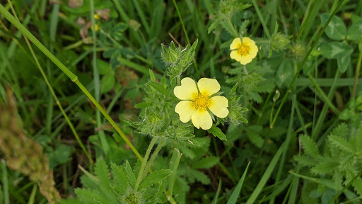 Park «Mather Woods Forest Preserve», reviews and photos, 25032 W Renwick Rd, Plainfield, IL 60544, USA