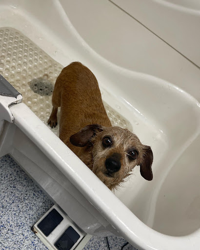 Pet Supply Store «Pet Pantry & Dog Wash», reviews and photos, 5148 Academy Blvd N, Colorado Springs, CO 80918, USA