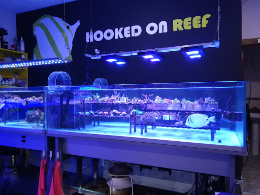 hookedonreef.es - Torrelavega