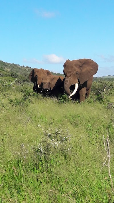Photos of Bayete Zulu Game Reserve