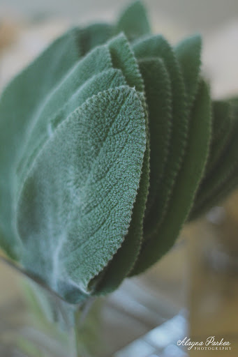 Florist «Bloomtastic Florist», reviews and photos, 2136 Arlington Ave, Columbus, OH 43221, USA