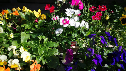 Grocery Store «Diamond Fresh Farmers Market», reviews and photos, 21168 Golden Springs Dr, Walnut, CA 91789, USA