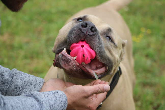 Reacties en beoordelingen van Hond & Zoë