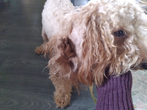 Pet Supply Store «Petco Animal Supplies», reviews and photos, 1111 US-46, Parsippany, NJ 07054, USA