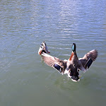 Photo n°1 de l'avis de claudio.i fait le 22/04/2024 à 16:19 sur le  La Bella Venere - Lake Resort à Caprarola