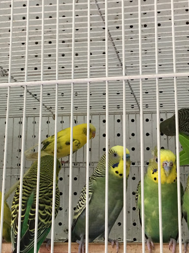 Pet Store «Samy Pet Shop», reviews and photos, 2011 E 1st St, Los Angeles, CA 90033, USA