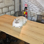 Photo n°10 de l'avis de Carlo.i fait le 10/03/2024 à 12:08 sur le  Dr. Cat - Pet Lounge Bistrot à Brescia