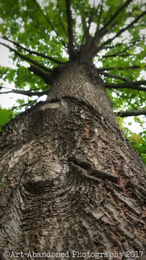 Nature Preserve «Jackson Bog State Nature Preserve», reviews and photos, 7984 Fulton Dr NW, Massillon, OH 44646, USA