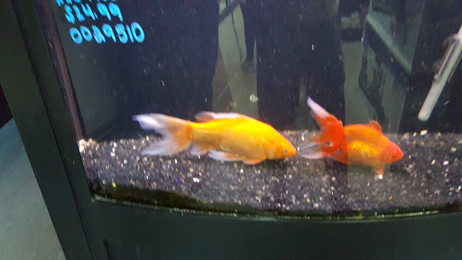 Pet Store «Petland Montgomery», reviews and photos, 7127 Eastchase Pkwy, Montgomery, AL 36117, USA