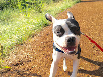 Oregon Ruff Runners - Photo 6 - Car repair in , Eugene