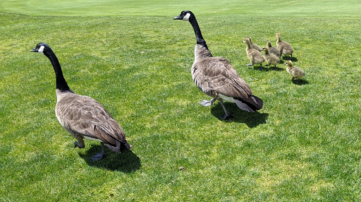 Golf Course «Patty Jewett Municipal Golf Course», reviews and photos, 900 E Espanola St, Colorado Springs, CO 80907, USA