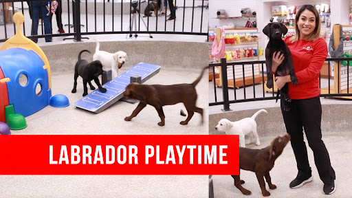 Pet Store «Animal Kingdom», reviews and photos, 4500 N Oracle Rd #254, Tucson, AZ 85705, USA