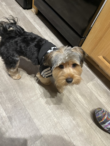 Pet Supply Store «Petco Animal Supplies», reviews and photos, 26 Coliseum Crossing, Hampton, VA 23666, USA