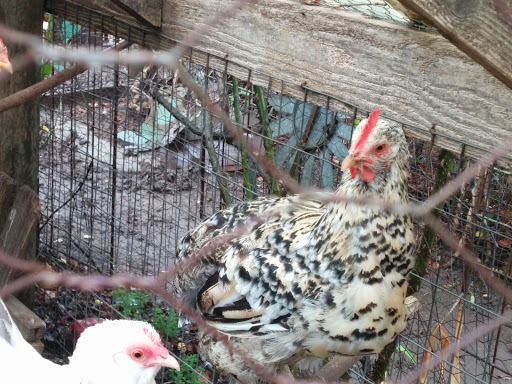 Gift Shop «Rose & Thorn», reviews and photos, 10050 Bodega Hwy, Sebastopol, CA 95472, USA