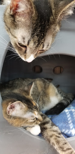 Pet Store «Pet Valu», reviews and photos, 7249 Arlington Blvd, Falls Church, VA 22042, USA