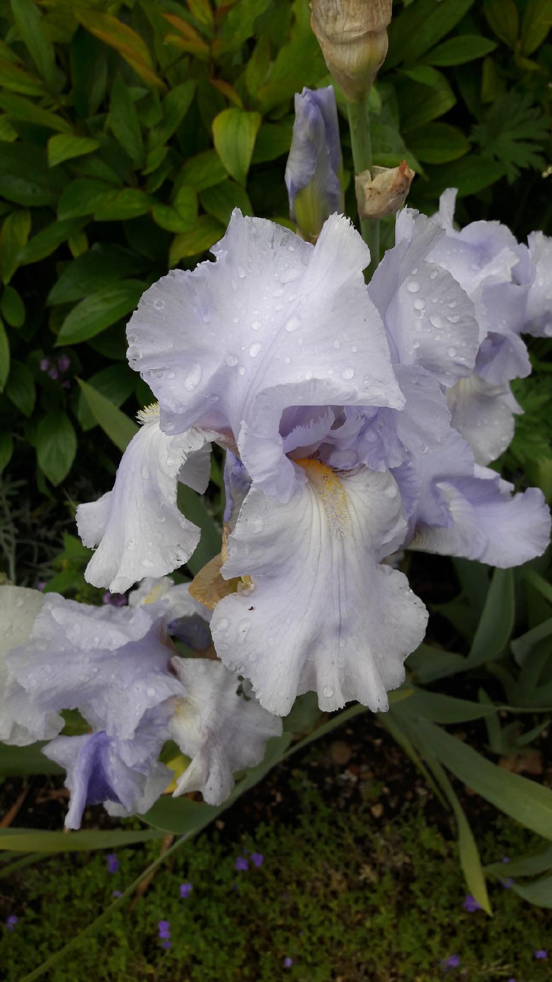 Photo n° 3 de l'avis de Olive.. fait le 19/05/2019 à 15:09