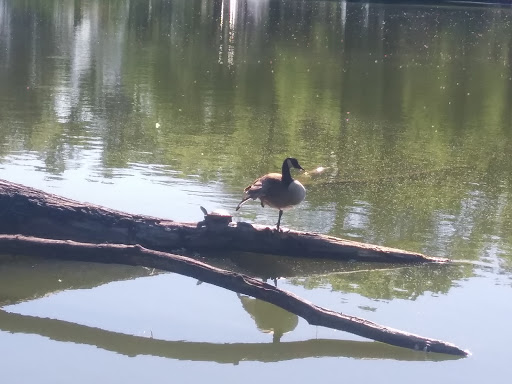 Park «Weequahic Park», reviews and photos, Elizabeth Ave & Meeker Ave, Newark, NJ 07112, USA