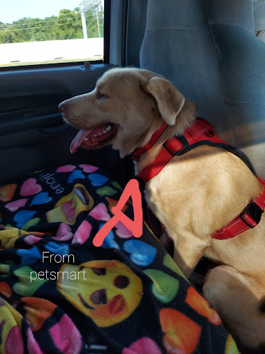 Pet Store «PetSmart», reviews and photos, 6545 North Grand Parkway West Suite 104, Spring, TX 77389, USA