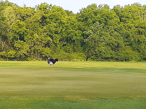 Public Golf Course «Rouge Park Golf Course», reviews and photos, 11701 Burt Rd, Detroit, MI 48228, USA