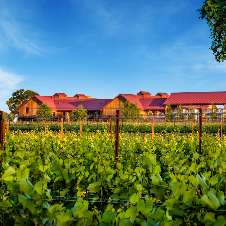 Oak Farm Vineyards