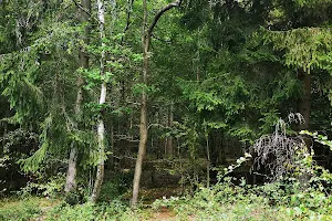 Bernwood Forest image