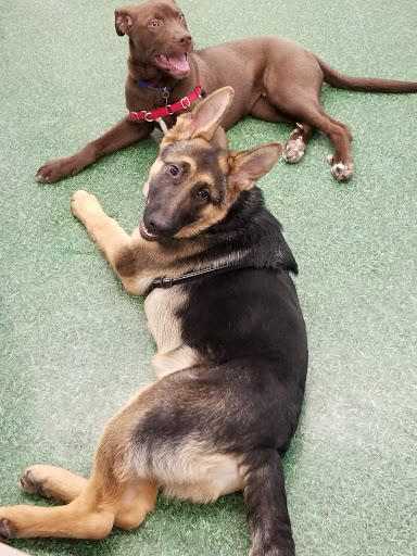 Pet Supply Store «Petco Animal Supplies», reviews and photos, 753 53rd Ave NE, Fridley, MN 55421, USA