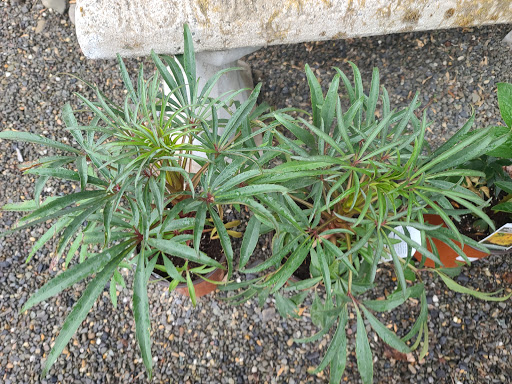 Garden Center «Victoria Gardens», reviews and photos, 1 Cottekill Rd, Rosendale, NY 12472, USA